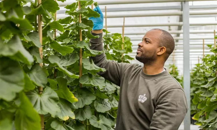 Royal Parks employee in Hyde Park super nursery